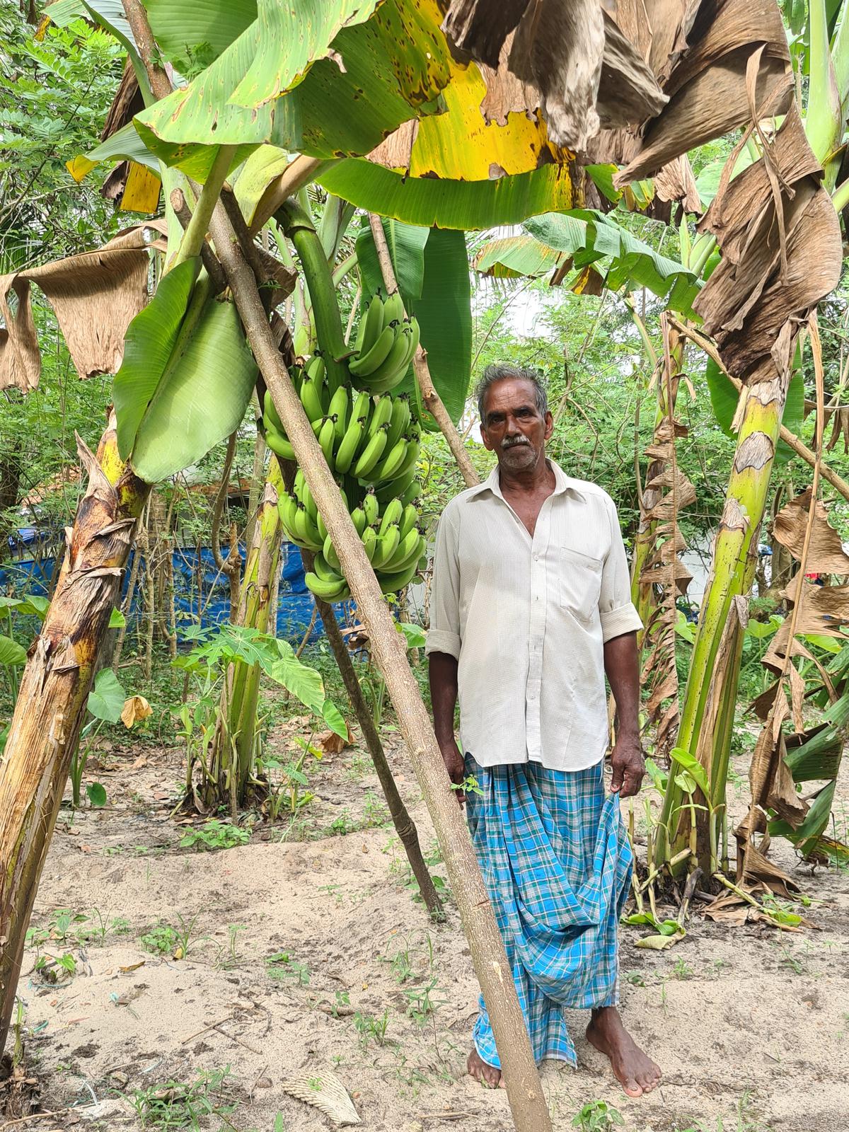 Vijayan in his banana garden