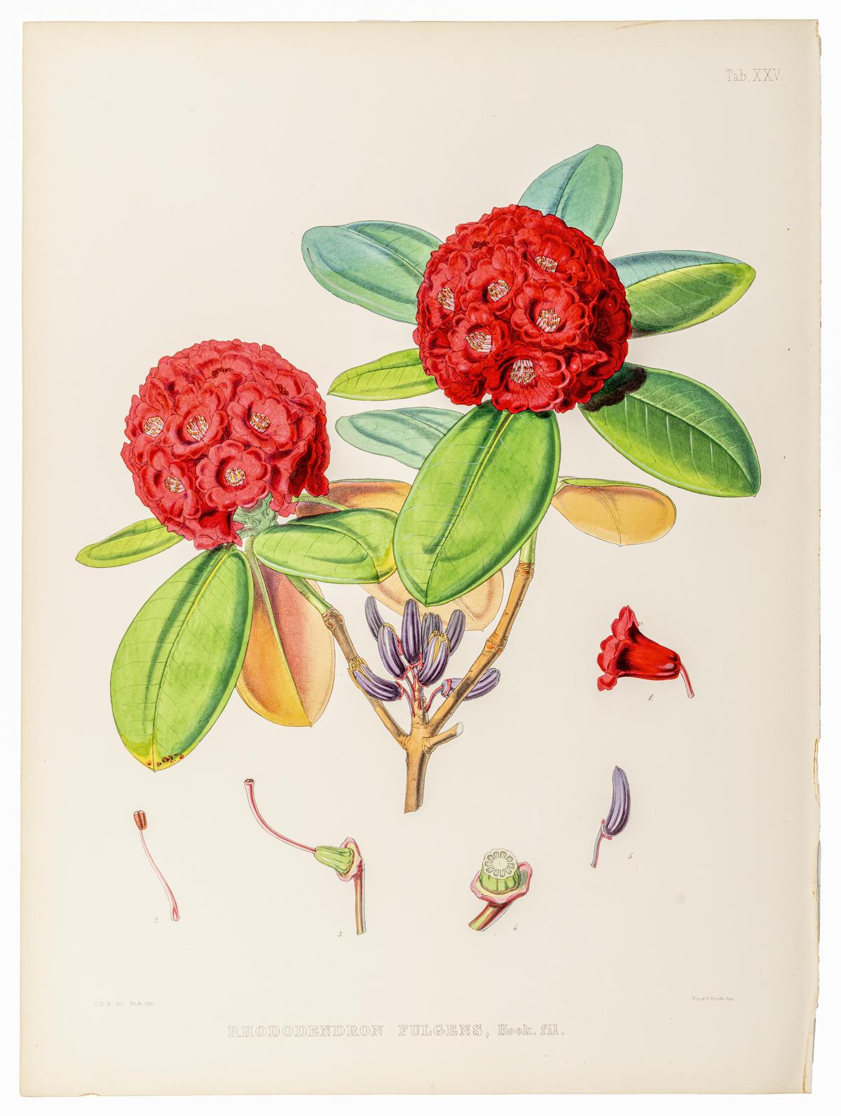 A lithograph of Rhododendron fulgens from The Rhododendrons of Sikkim-Himalaya, authored and illustrated by Joseph Dalton Hooker, with lithography by Walter Hood Fitch