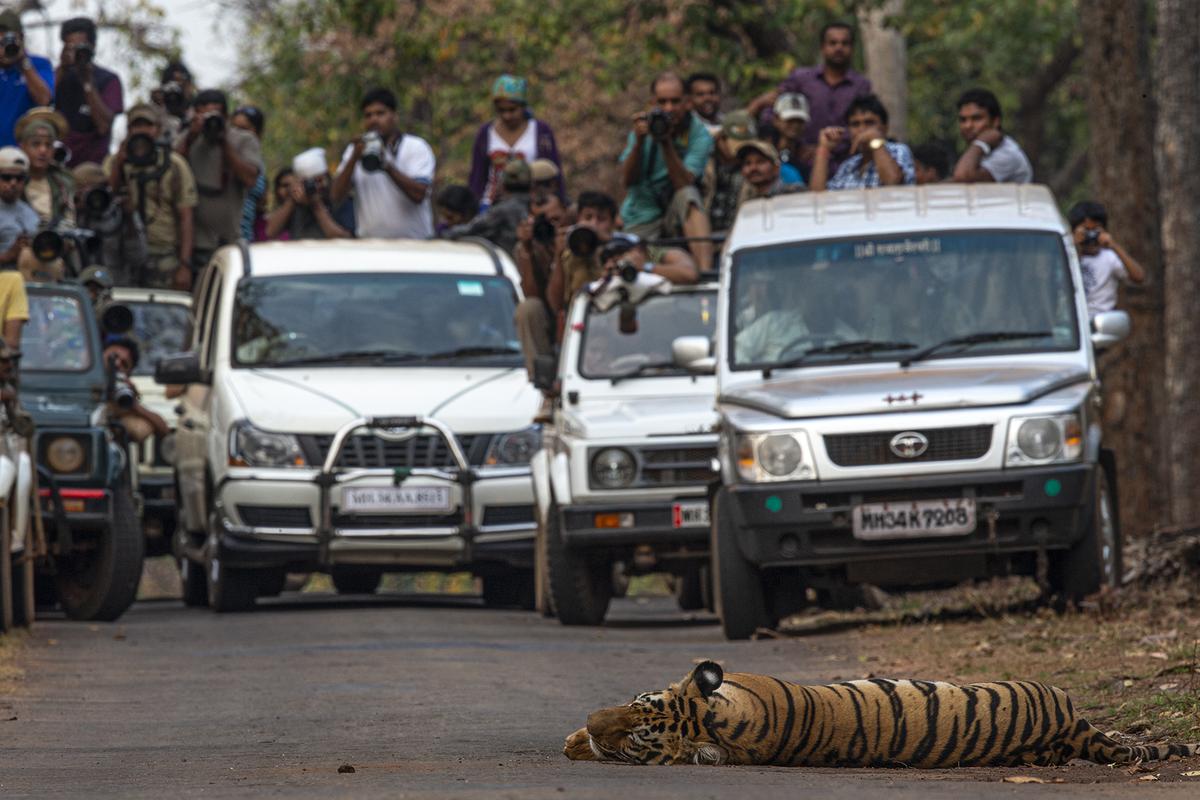 कोई भी छवि एक कमजोर जानवर के लिए संकट पैदा करने के लायक नहीं है कोई भी छवि एक कमजोर जानवर के लिए संकट पैदा करने के लायक नहीं है