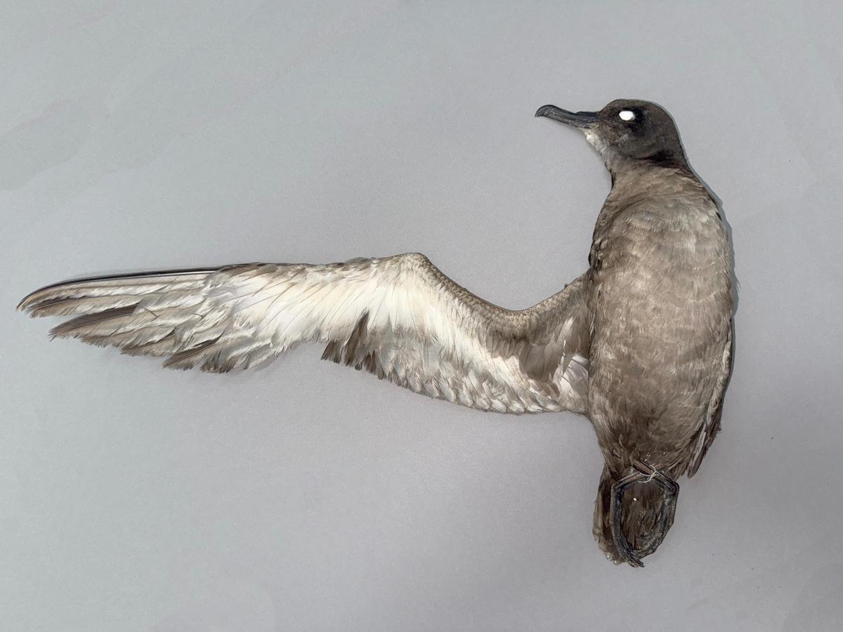 The rare Sooty Shearwater The rare Sooty Shearwater