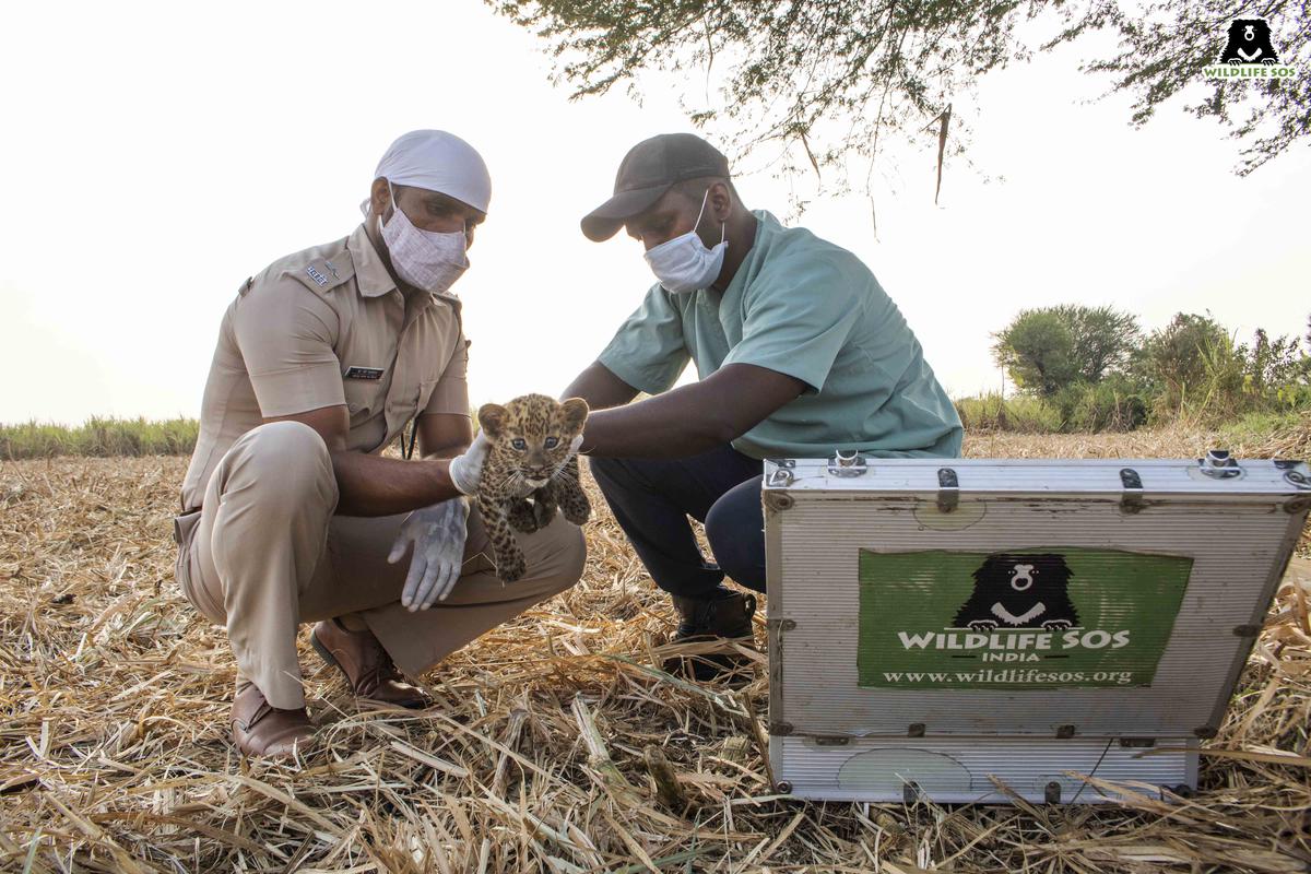 Wildlife SOS vet and a forest officer examine the leopard cub found in a sugarcane field at the site