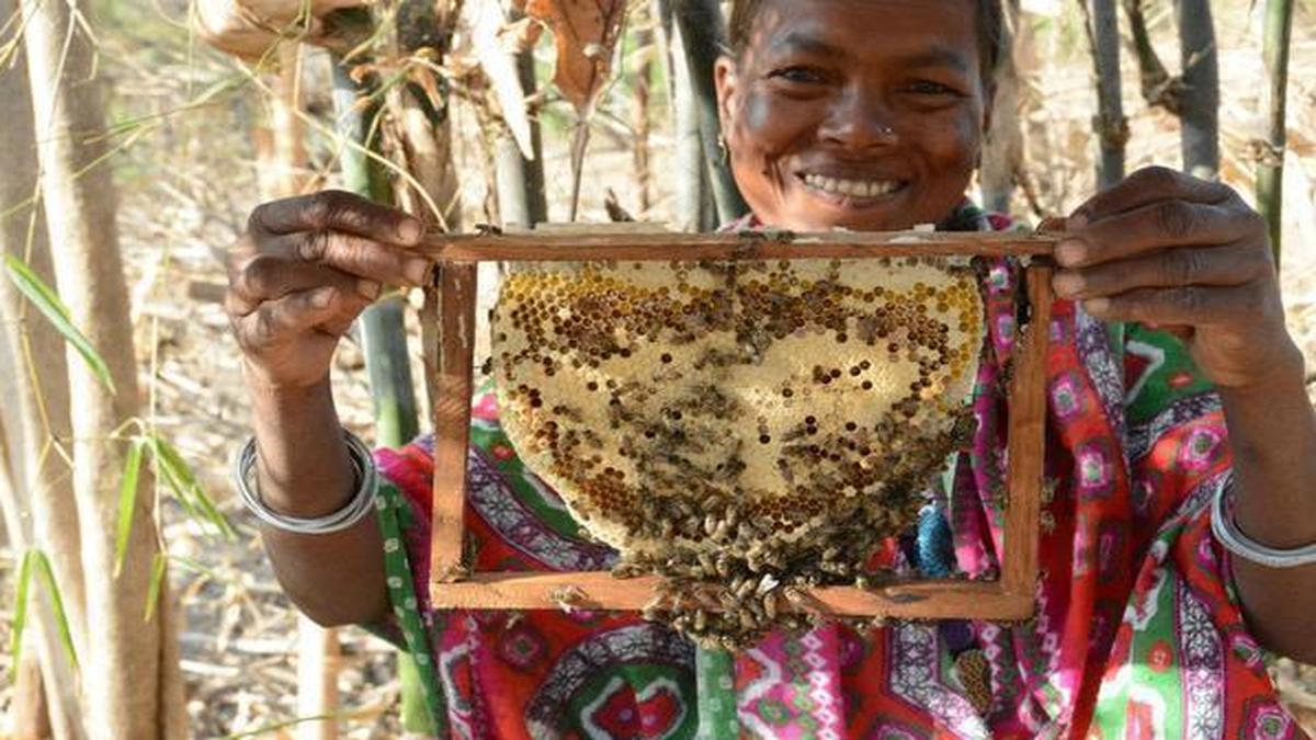 Indian honey bees — Apis Cerana Indica, Apis Dorsata, Apis Florea and