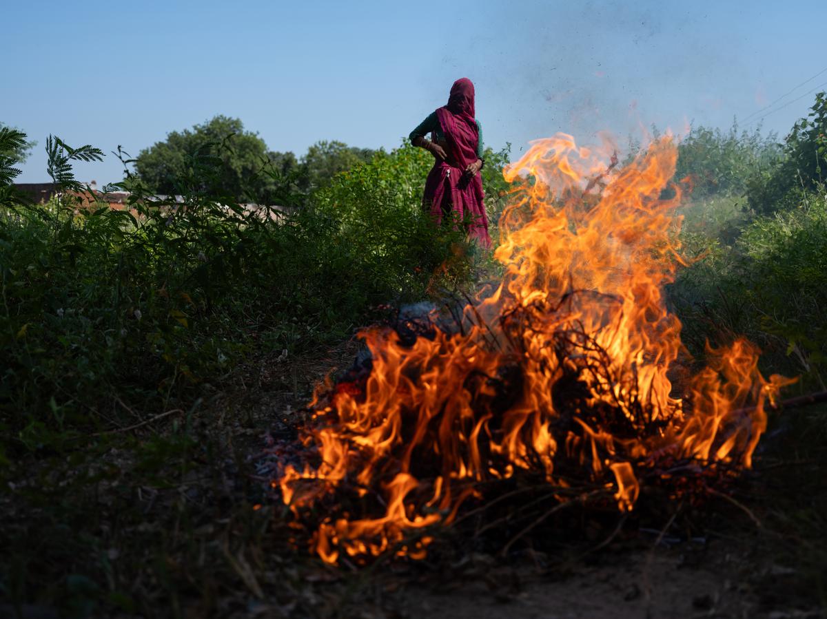 A farm labour burns a cluster of peanuts to make them edible, in Badanpur, Jhansi
