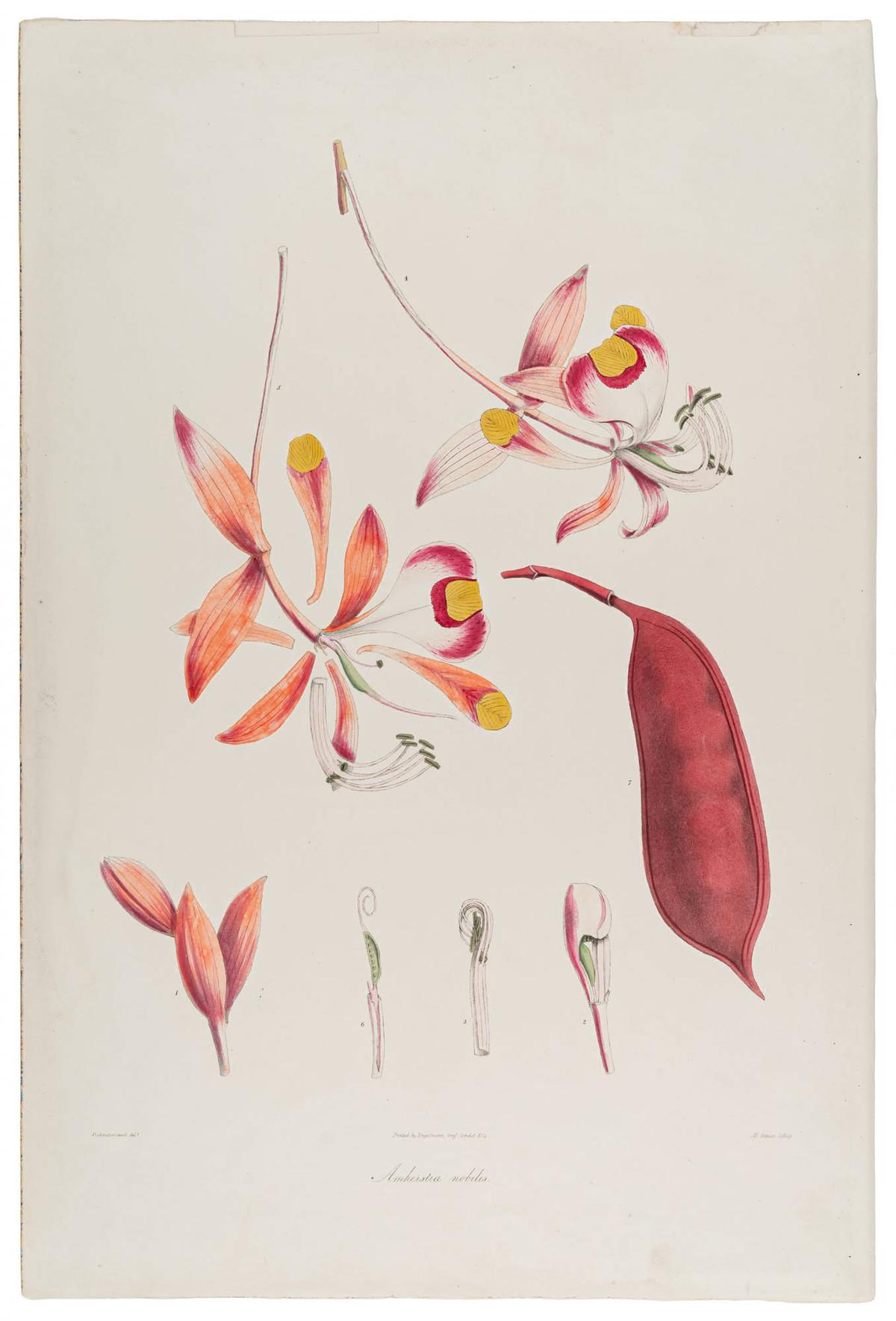 A lithograph of Amherstia nobilis from Plantae Asiaticae Rariores, or, Descriptions and Figures of a Select Number of Unpublished East Indian Plants, Volume 1 , authored by Nathaniel Wallich with artwork by Vishnupersaud and lithography by Maxim Gauci