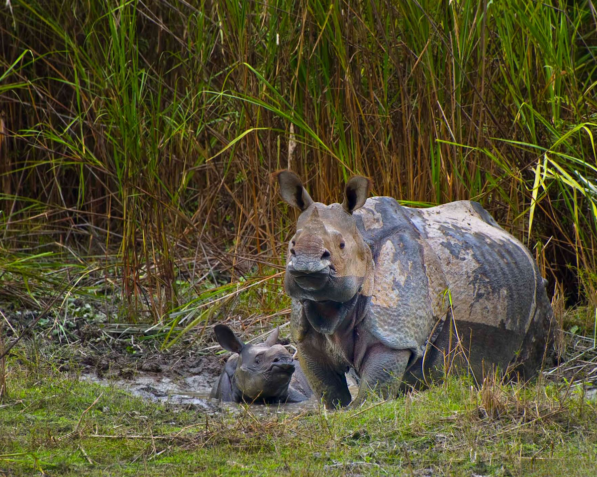 Rhinos in Kaziranga 