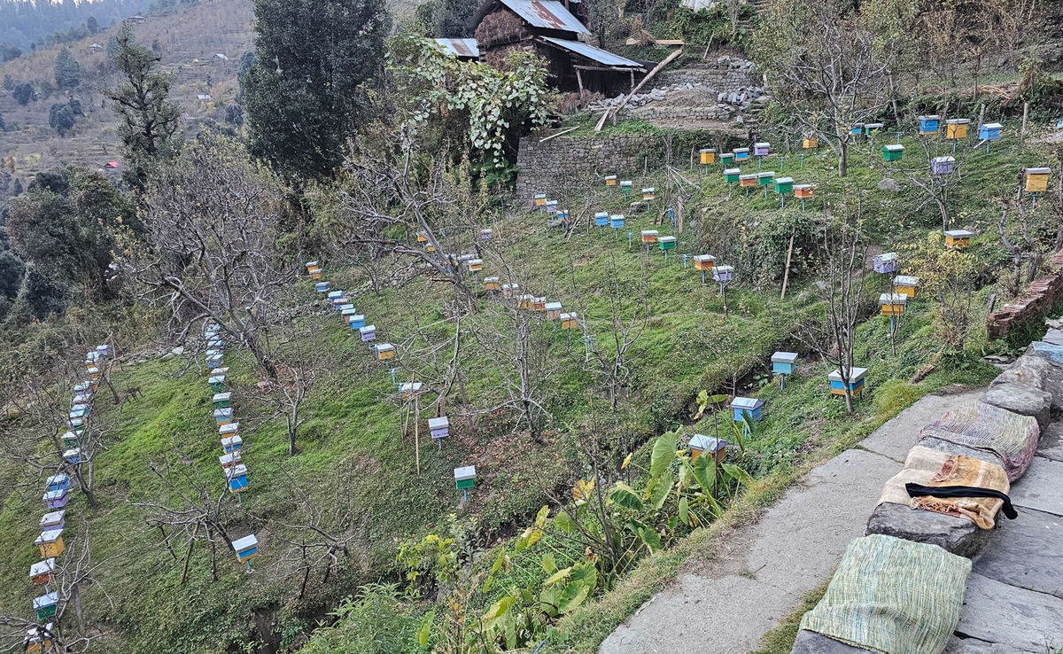 Bee boxes at Davinder Thakur’s orchard