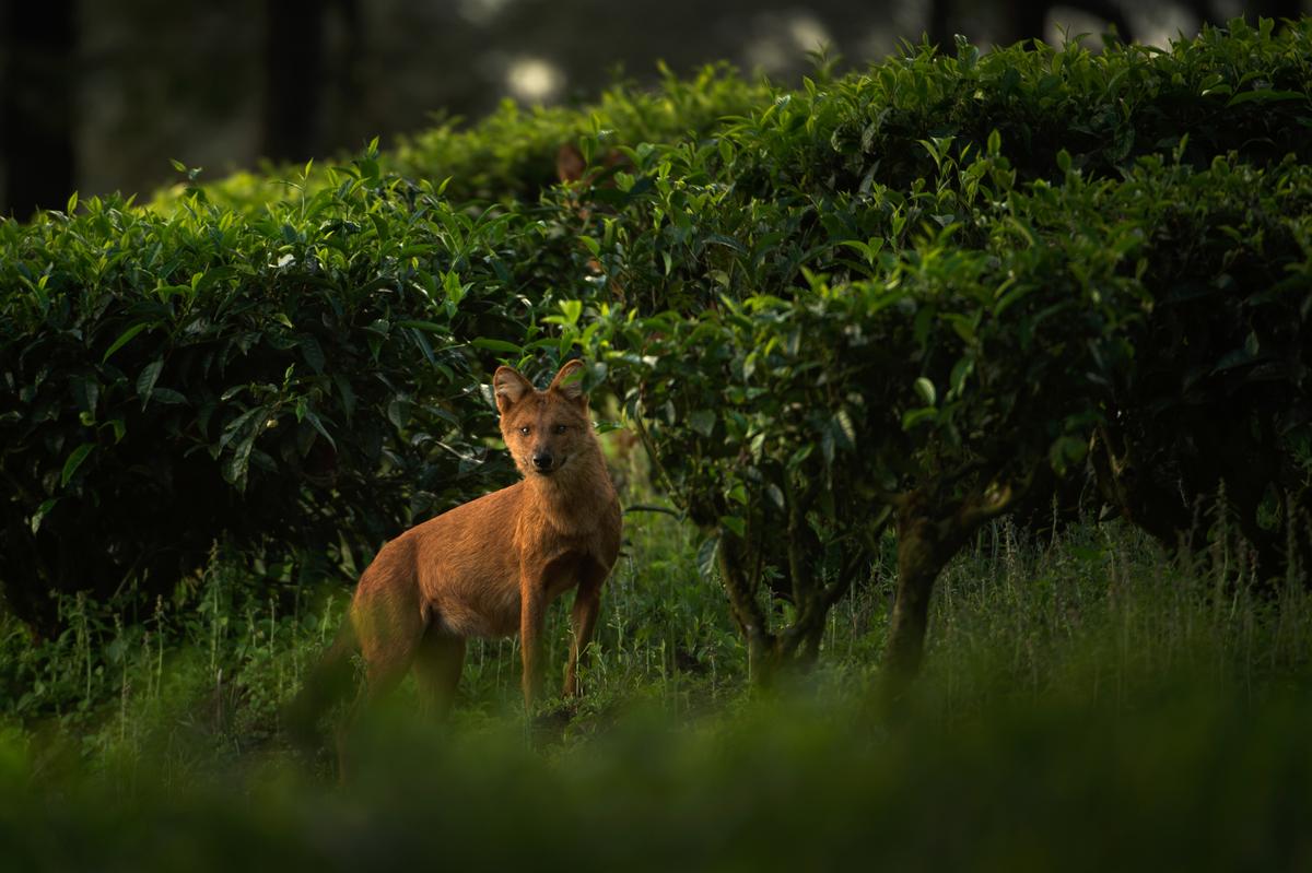 An asiatic wild dog or dhole An asiatic wild dog or dhole