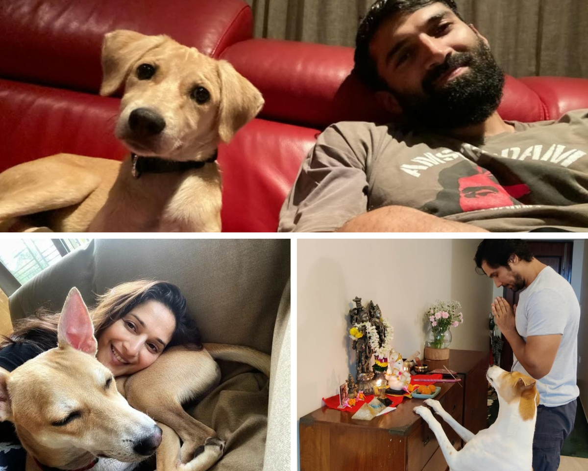 Celebrities often make headlines for adopting street dogs. (Clockwise from top) Aditya Roy Kapoor with his rescue, and Randeep Hooda and Madhuri Dixit with their dogs. Celebrities often make headlines for adopting street dogs. (Clockwise from top) Aditya Roy Kapoor with his rescue, and Randeep Hooda and Madhuri Dixit with their dogs.