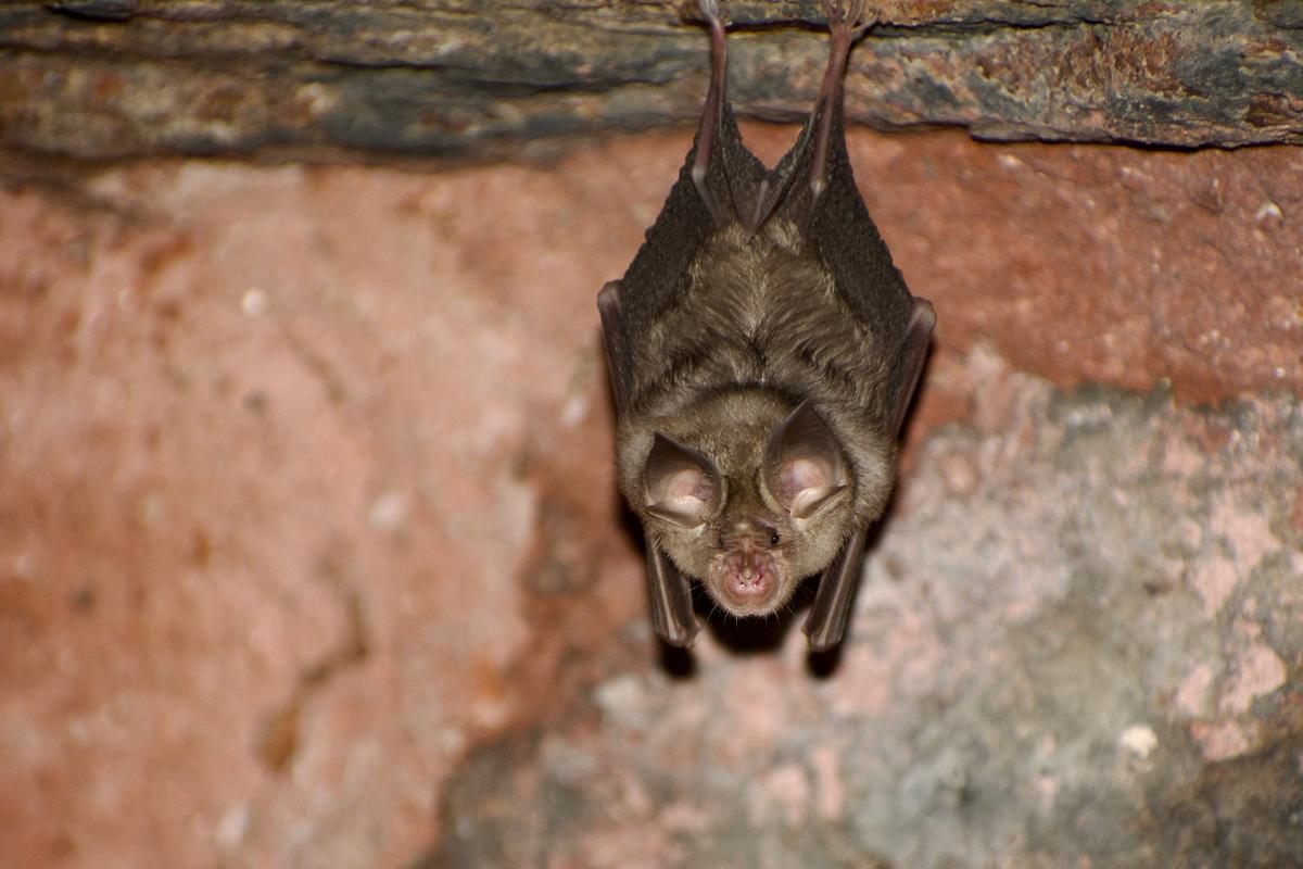 Blyth’s horseshoe bat