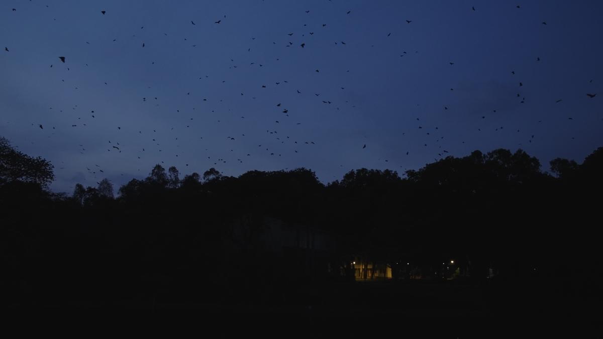 Bats at Sankey Tank Bats at Sankey Tank