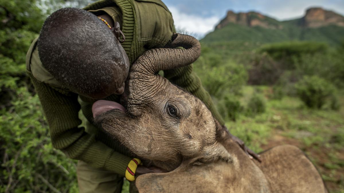 Reteti Elephant Sanctuary | Rewilding in Kenya