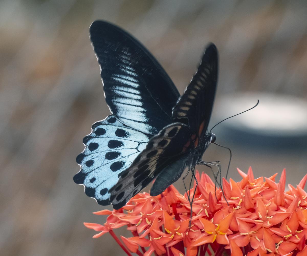 Earth Day 2026: How Nature walks, parks, and trails are sparking a new conservation movement