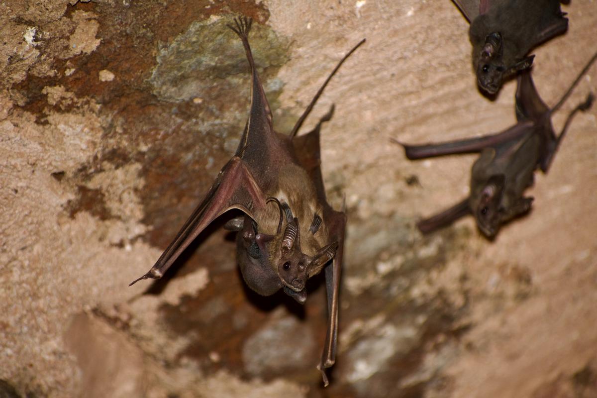 Greater mouse-tailed bat
