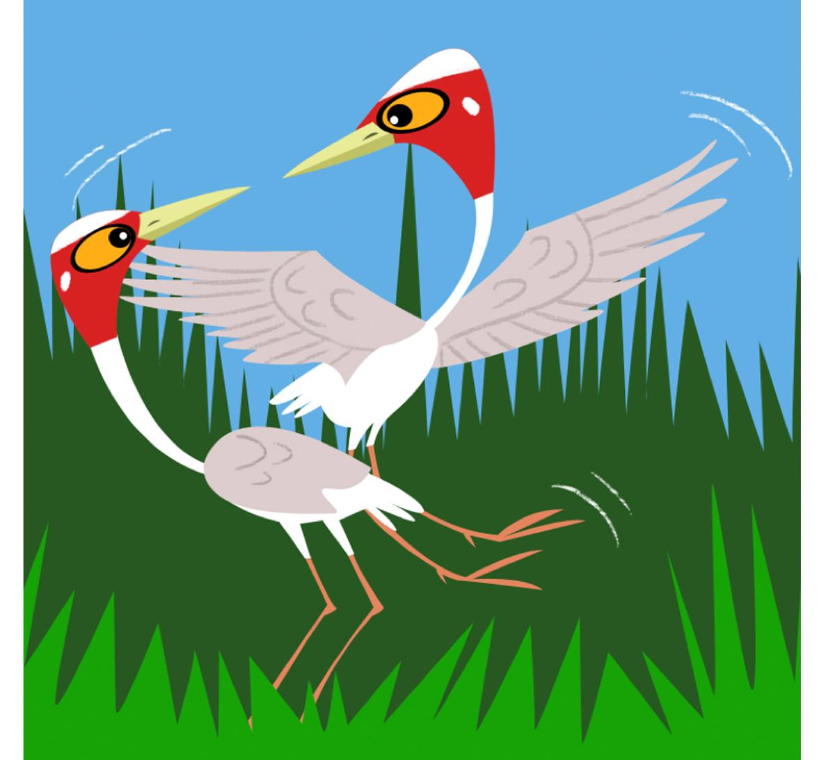 Sarus courtship Sarus courtship