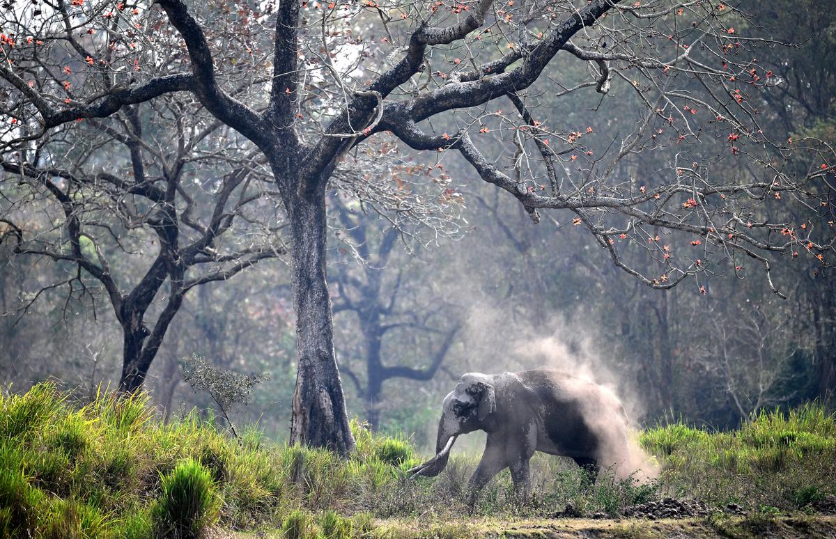 In Kaziranga