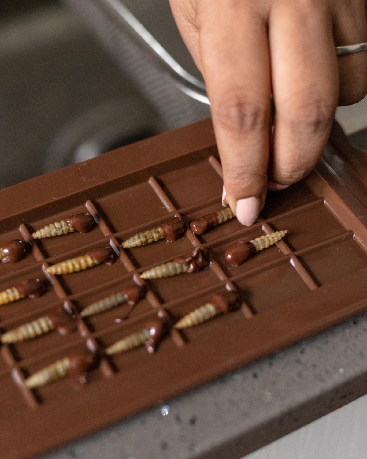 Chocolate-dipped black soldier fly larvae Chocolate-dipped black soldier fly larvae