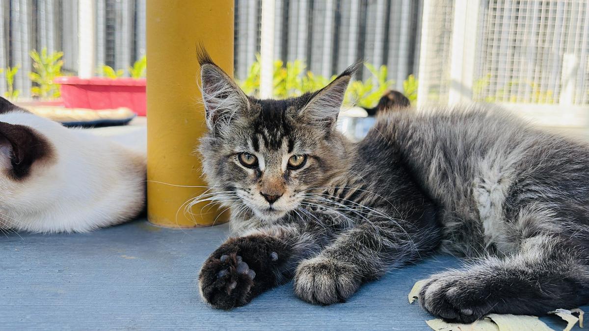 Before adopting cats,  it is important to know some basic things about them, says Sharath