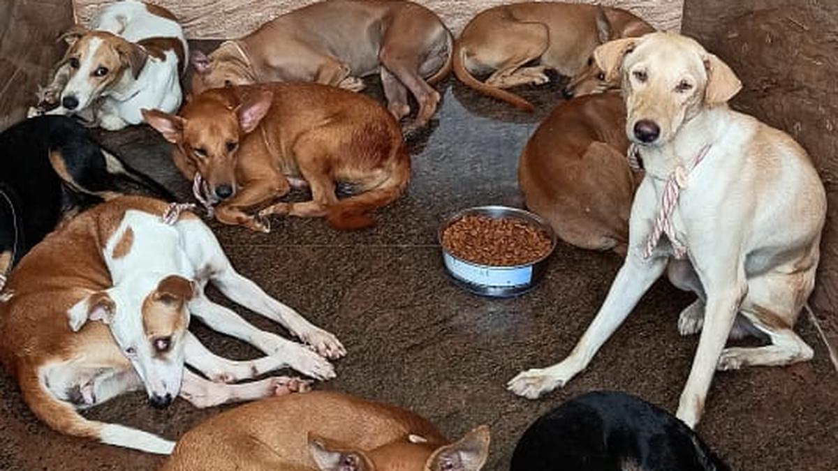 GCC considers procuring Canine Distemper vaccine from private agencies for stray dogs