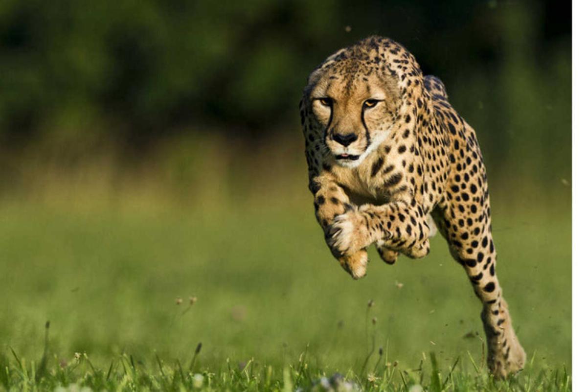 Cheetahs' ears help them run, and they're not the only animal