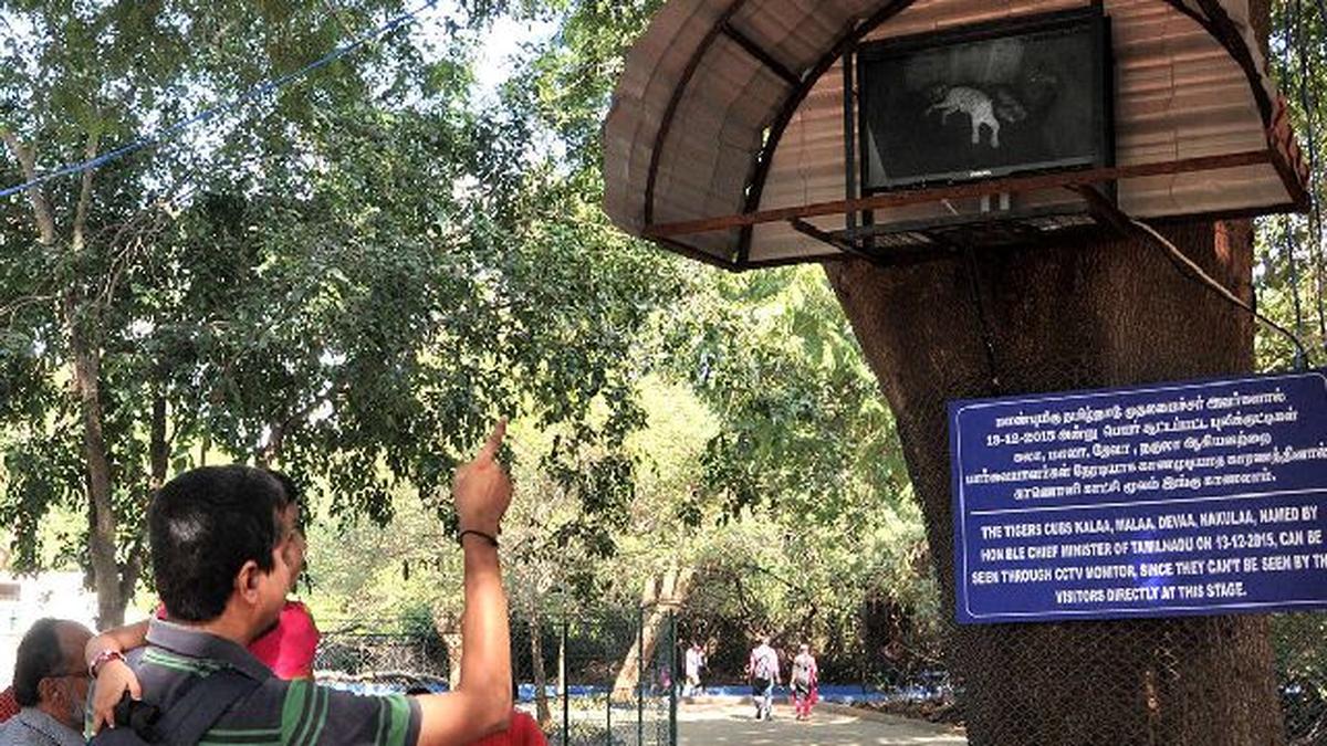 CCTV cameras at zoo to help view tiger cubs The Hindu