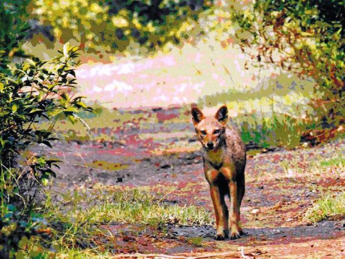 At MCC, an early morning encounter with the golden jackal - The Hindu