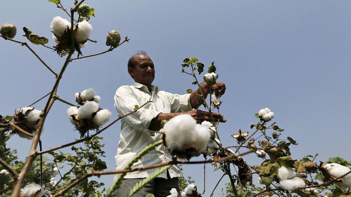 india-to-emerge-as-largest-cotton-producer-the-hindu