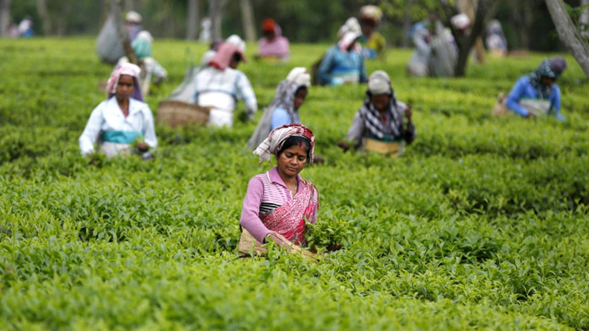 West Bengal tea industry’s cup of woes The Hindu