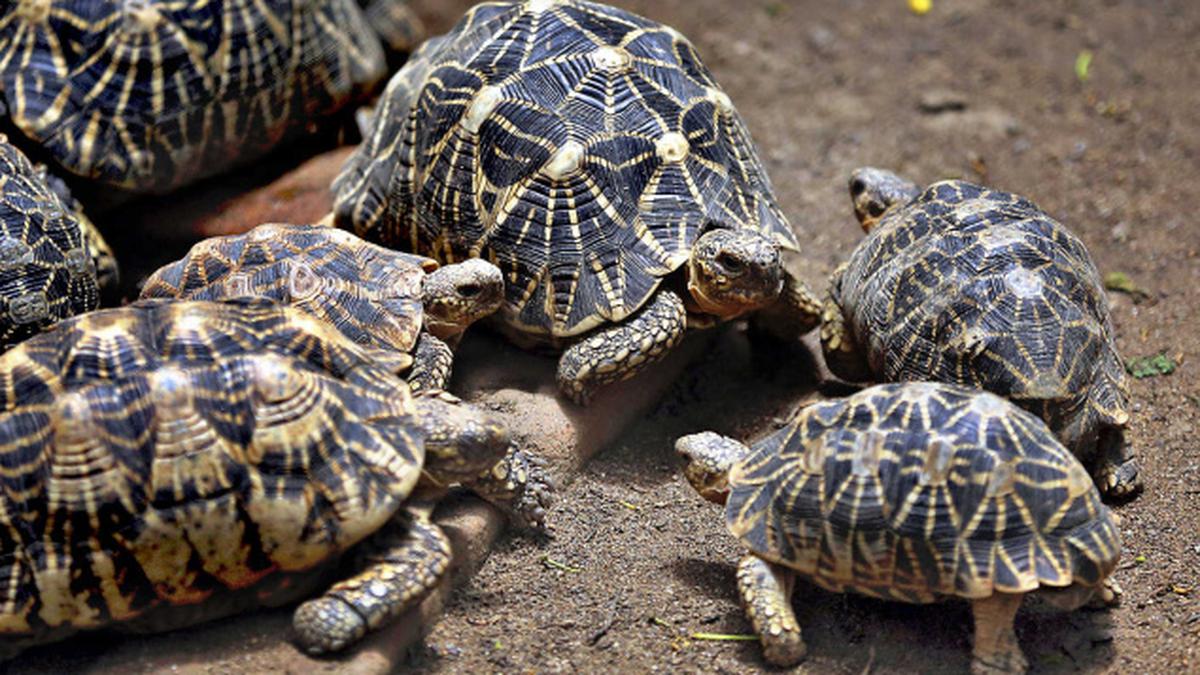 Legal loopholes driving Indian star tortoise to extinction' - The Hindu