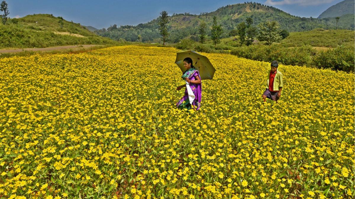 Yellow carpet of Araku Valley The Hindu