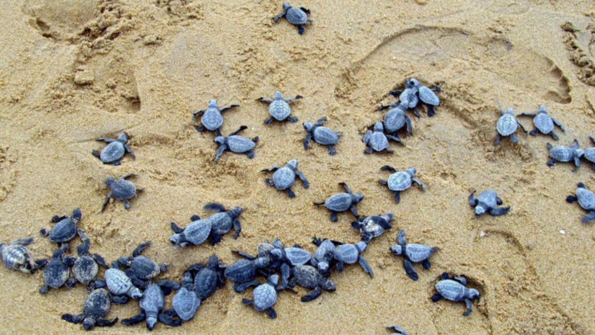 Olive Ridley Turtles Continue To Throng Odisha For Nesting The Hindu 