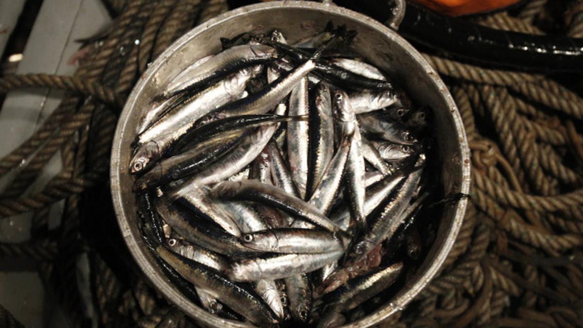 Get your catch online The Hindu