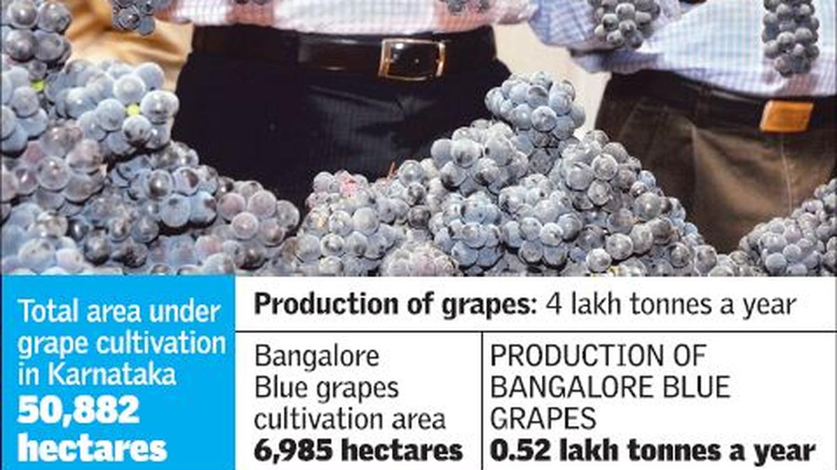 Bangalore Blue growers want grape spirit distilleries to be established The Hindu