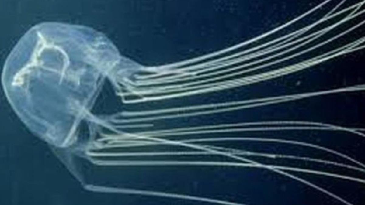 Box jellyfish sting kills German tourist in Thailand The Hindu