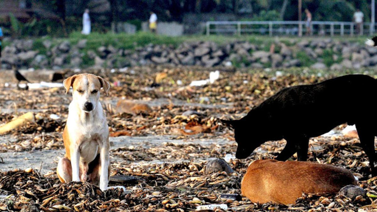 Stray dog crisis deepens in Ayavana - The Hindu