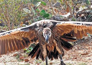 Humans may face grave consequences if vultures disappear
