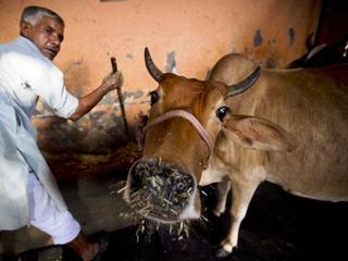 Dark and dairy: The sorry tale of the milch animals - The Hindu