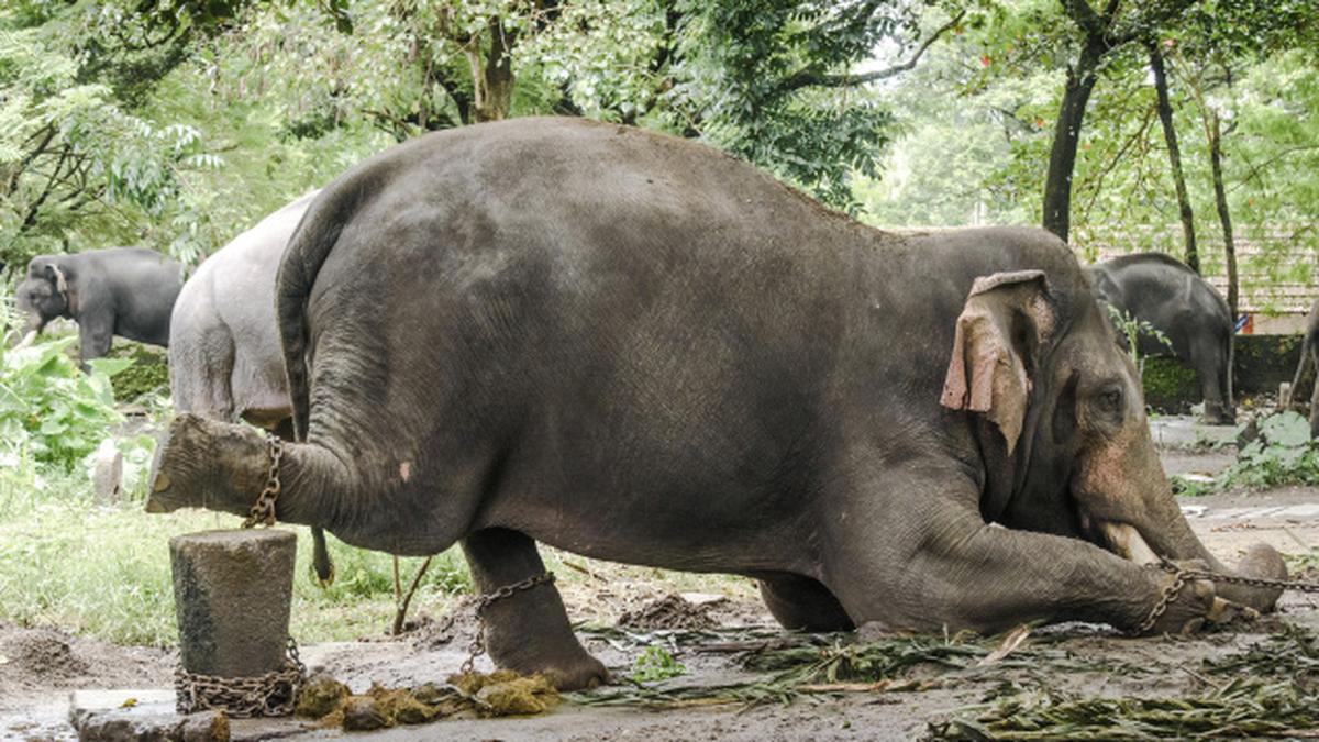 Gods in shackles The Hindu