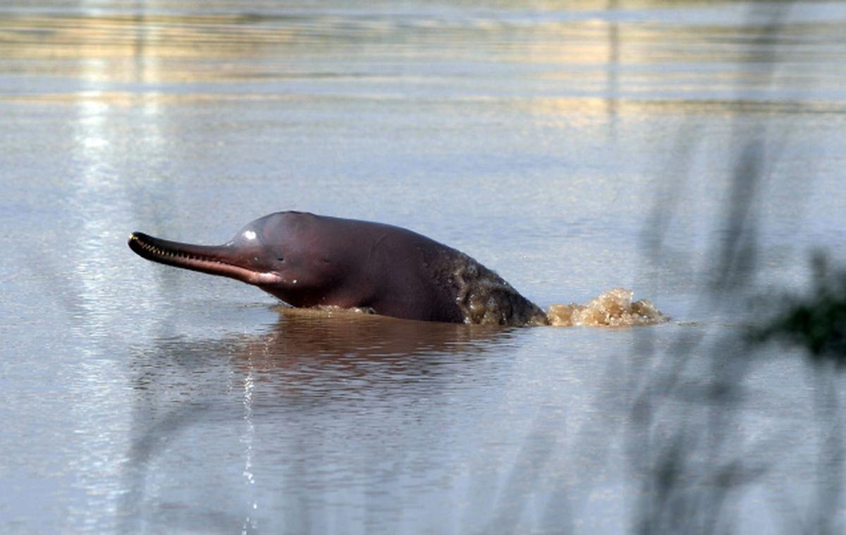 West Bengal may get dolphin reserve