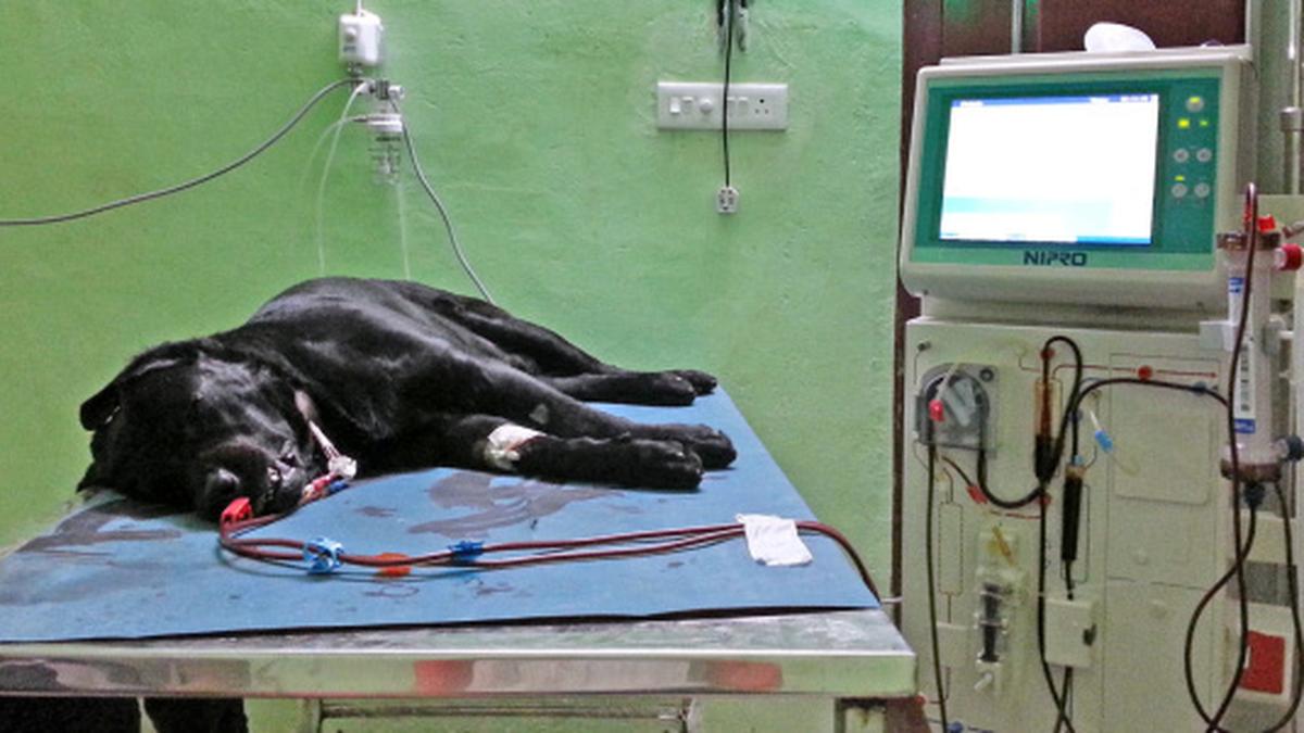 Now, dialysis for canines too in Kollam The Hindu