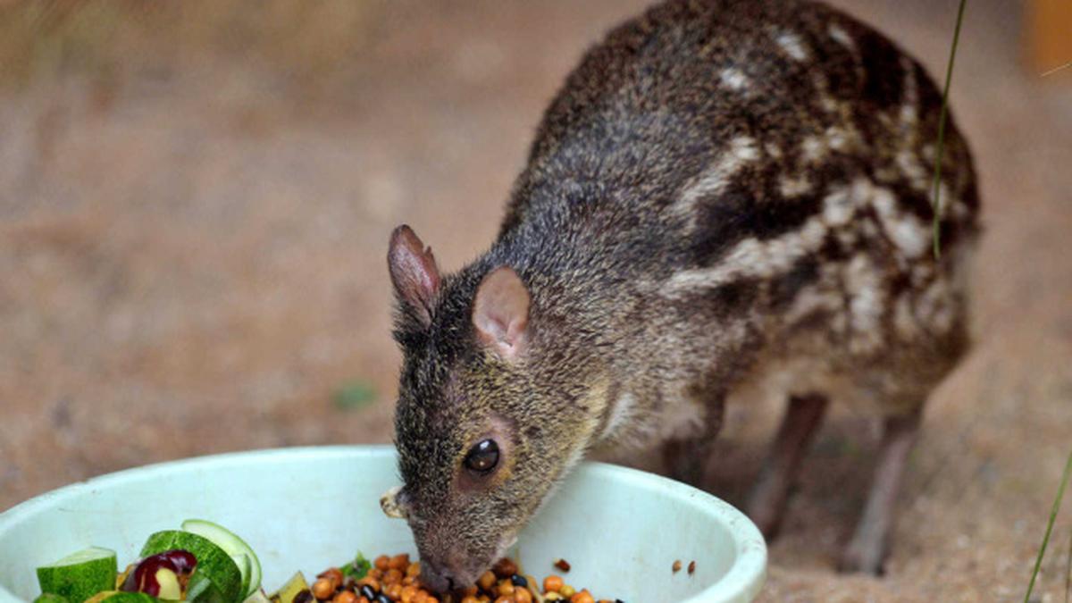 Here’s what animals eat at the zoo The Hindu