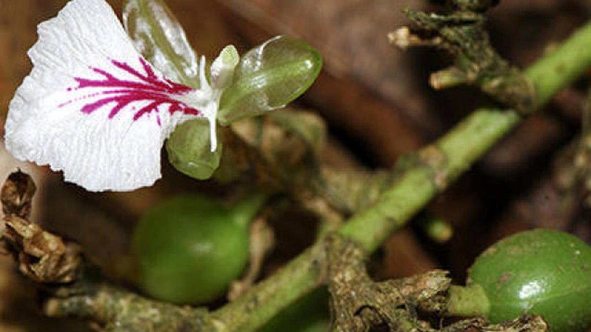 Spices Board launches subsidy scheme to boost production The Hindu