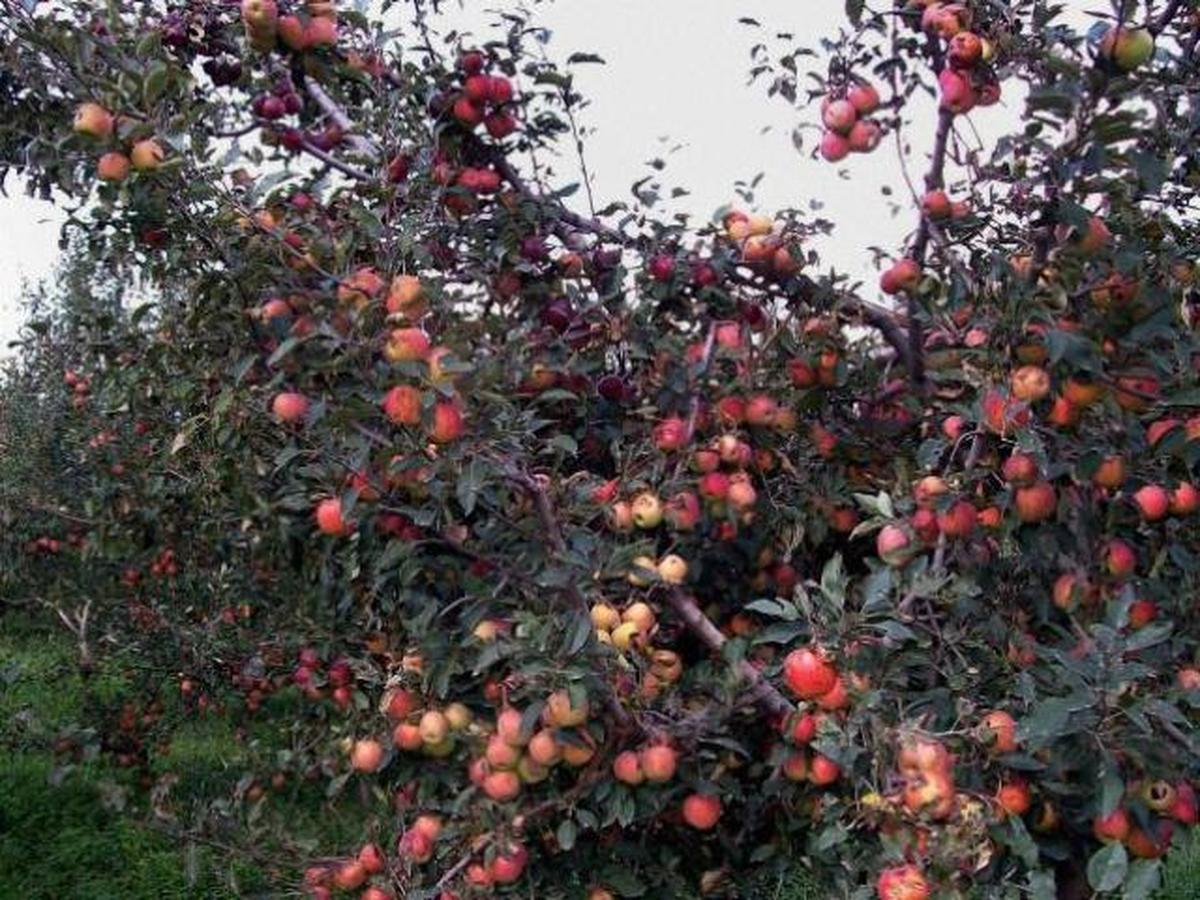 Apple season begins in Himachal Pradesh The Hindu