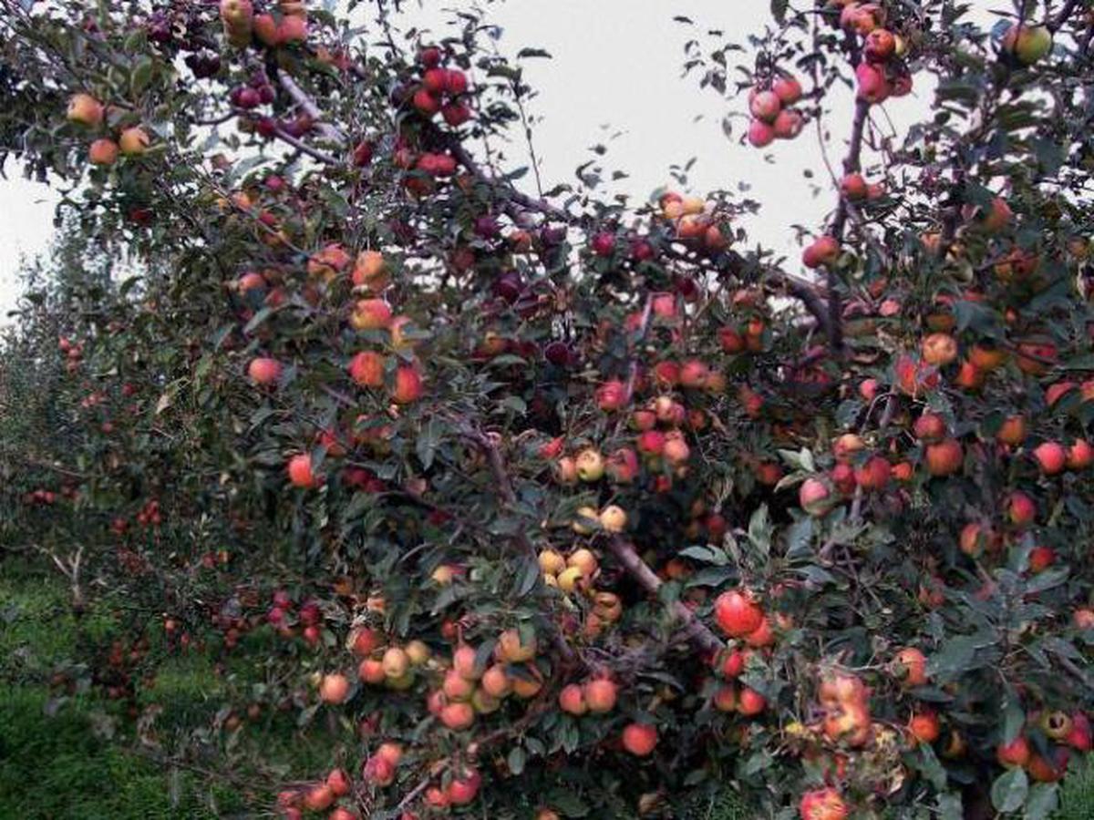 Apple season begins in Himachal Pradesh - The Hindu