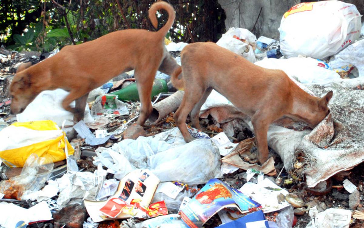 Street dog menace grows, fed by garbage - The Hindu