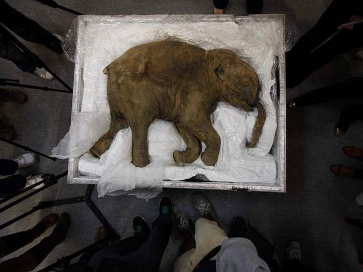 Woolly Mammoth 2024 Lok Sabha Hilde Laryssa