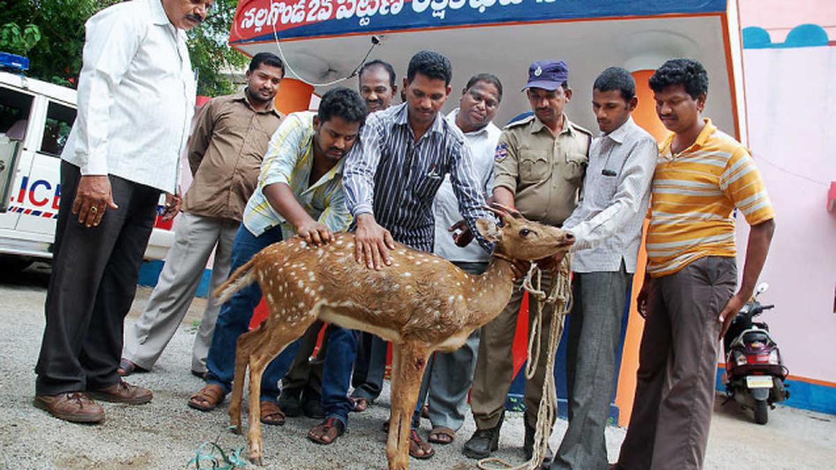Rescued spotted deer dies of 'shock' in Nalgonda - The Hindu