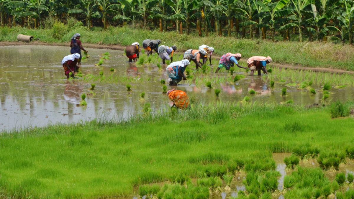 Rain raises hopes of paddy farmers in non-delta areas