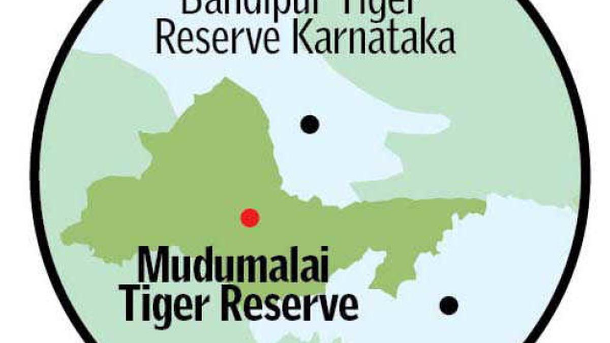 Tiger population to get more space - The Hindu