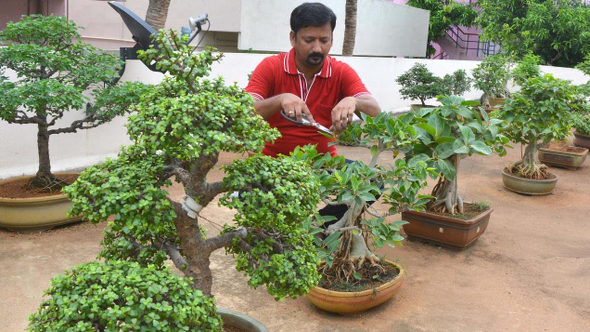 Livin’ the ‘Bonsai’ way The Hindu