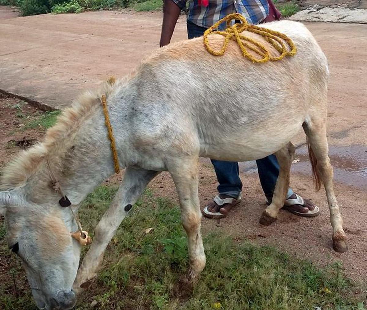 Donkey's milk costs a bomb - The Hindu